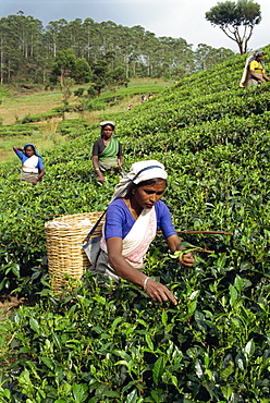 Tea plucking, Nuwara Eliya area, Sri Lanka, Asia