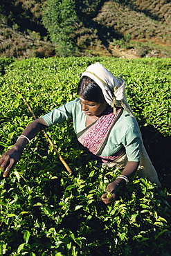 Tea plucking, Nuwara Eliya area, Sri Lanka, Asia