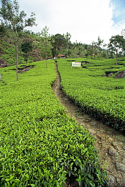 Tea plantation, Nuwara Eliya area, Sri Lanka, Asia