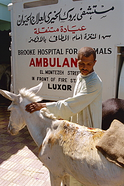 The Brooke Clinic, where all treatment for animals is free, Luxor, Egypt, North Africa, Africa