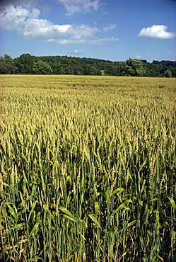 Field of wheat, England, United Kingdom, Europe