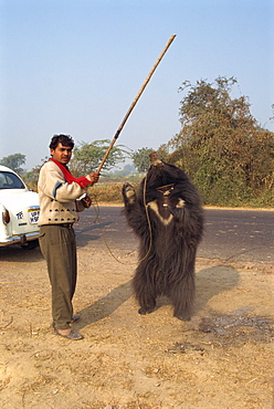 Dancing bear forced to perform for tourists, near Fatehpur Sikri, Rajasthan state, India, Asia