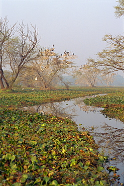 Keoladeo Ghana Bird Sanctuary, Bharatpur, Rajasthan state, India, Asia