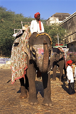 Elephant transport for tourists, Amber Palace, Jaipur, Rajasthan state, India, Asia