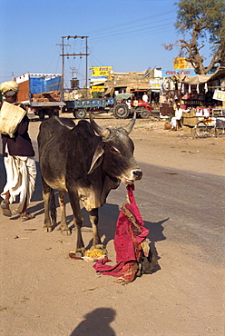 Cow eating old rag in a small town near Jodhpur, Rajasthan state, India, Asia