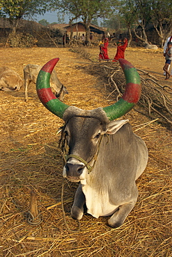 Cow, village life, Dhariyawad, Rajasthan, India, Asia