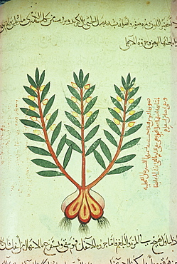 Illustrated manuscript showing plant, Topkapi Palace Library, Istanbul, Turkey, Europe