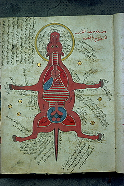 Manuscript showing anatomy of an animal, dating from the 12th century, Mashad, Iran, Middle East