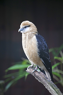  Yellow-headed Caracara (Milvago chimachima), Cotswold Wildlife Park, Costswolds, Gloucestershire, England, United Kingdom, Europe 