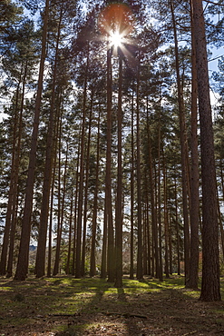 Tall trees with sunlight breaking through, Virginia Water, Surrey, England, United Kingdom, Europe 