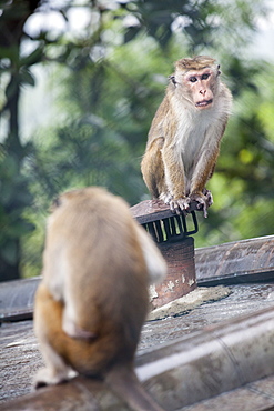 Monkeys, Royal Rock Temple, Dambulla, Sri Lanka, Asia 