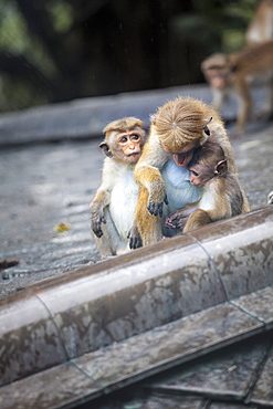 Mother and baby monkeys, Royal Caves, Dambulla, Sri Lanka, Asia 