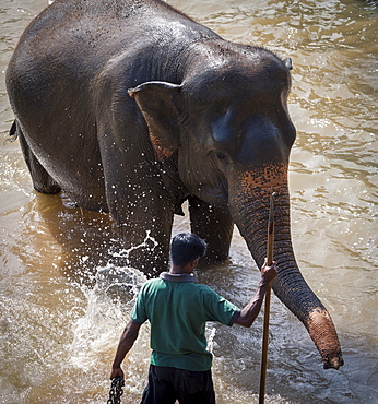 An adult elephant (Elephantidae) washes in the river, Pinnewala Elephant Orphanage, Sri Lanka, Asia 
