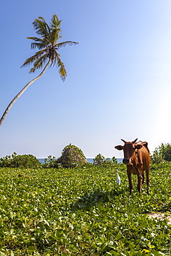 Cow and crane, who share a simbiotic relationship, Talpe, Sri Lanka, Asia 