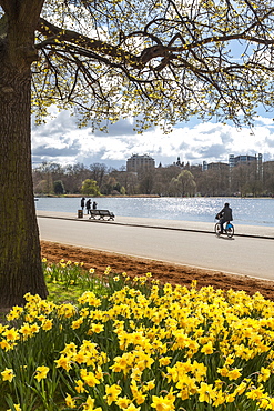 Visitors walking along the Serpentine with daffodils in the foreground, Hyde Park, London, England, United Kingdom, Europe 