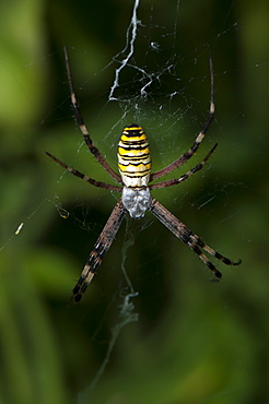 Argiope spider, Bulgaria, Europe