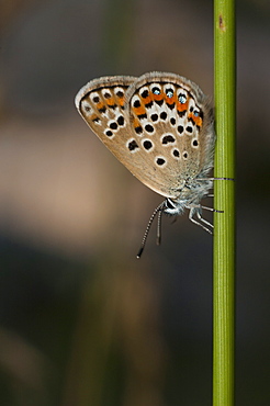 Hairstreaks (Lycaenidae), Trigrad, South West Bulgaria, Europe