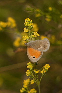 True browns (Elymniini), Yagodina, South West Bulgaria, EuropeFamily Nymphalidae;Sub family Satyrinae