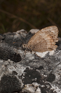 True browns (Elymniini), Yagodina, South West Bulgaria, EuropeFamily Nymphalidae;Sub family Satyrinae