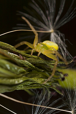 Crab spider (Thomisidae), North West Bulgaria, EuropeOrder Araneae;Family Araneida