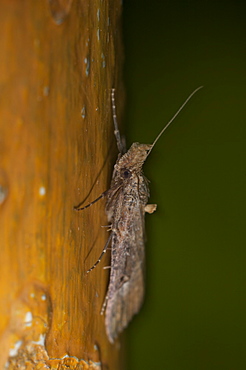 Moth (Heterocera), North West Bulgaria, Europe