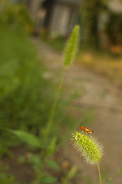 Soldier beetle (Cantharis rustica), North West Bulgaria, Europe