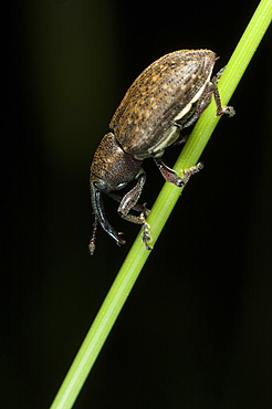 Weevil (Curculionoidea), North West Bulgaria, Europe