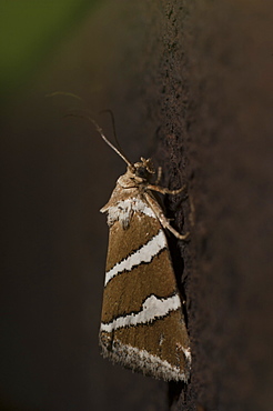 Silver barred moth (Deltote bankiana), North West Bulgaria, EuropeFamily Noctuidae;Sub family Eustotiinae