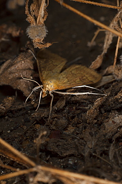 Moth (Heterocera), North West Bulgaria, Europe