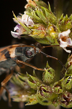 Groundbug (Rhyparochromidae), North West Bulgaria, EuropeFamily Lygaeidae