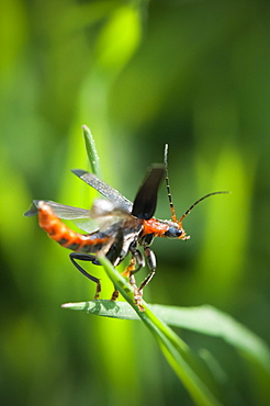 Soldier beetle (Cantharis rustica), Bettel, Luxembourg, Europe