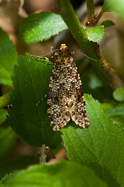 Grass moth (Crambidae), Bettel, Luxembourg, Europe