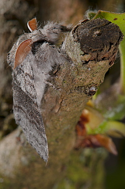 Pale tussock moth (Calliteara pudibunda) (Dasychira pudibunda) (Orgyiinae), Bettel, Luxembourg, EuropeFamily Lymantriidae