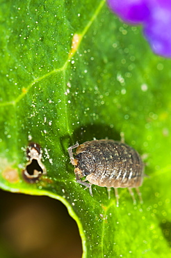 Common woodlouse (Oniscus asellus), Bettel, Luxembourg, Europe