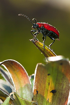 Scarlet lily beetle (Lilioceris lilii), North West Bulgaria, Europe