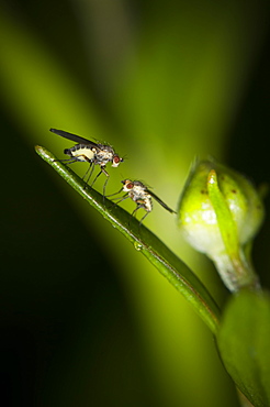 True flies (Diptera), North West Bulgaria, Europe