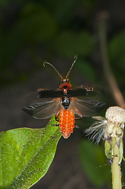 Soldier beetle (Cantharis rustica), North West Bulgaria, Europe