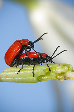 Scarlet lily beetles mating (Lilioceris lilii), North West Bulgaria, Europe