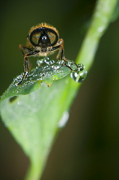 True flies (Diptera), North West Bulgaria, Europe