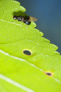 True flies (Diptera), North West Bulgaria, Europe