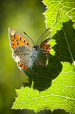 Hairstreak (Lycaenidae), North West Bulgaria, Europe