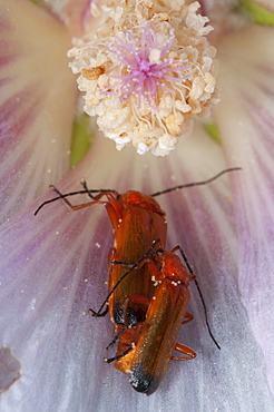 Soldier beetles (Cantharis rustica), North West Bulgaria, Europe