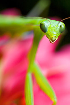 Praying mantis (Mantis religiosa);North West Bulgaria;Europe