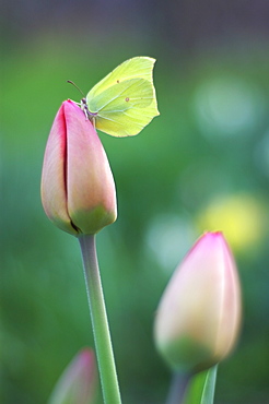 Common Brimstone (Gonepteryx rhamni);North West Bulgaria;Europe