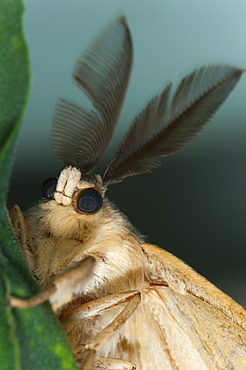 Male moth (Heterocera), North West Bulgaria, Europe