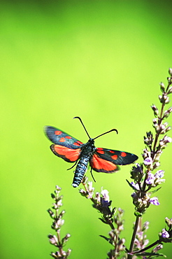 Five-Spot Burnet (Zygaena trifolii);Rhodopi Mountains;Bulgaria;Europe