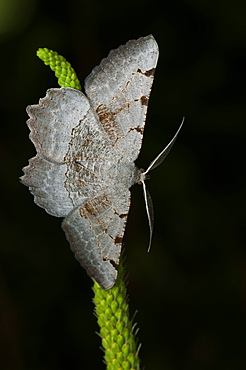 Moth (Heterocera), North West Bulgaria, Europe