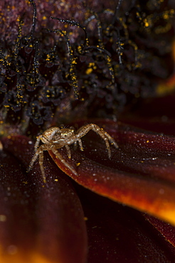 Crab spider (Thomisidae), North West Bulgaria, EuropeOrder Araneae;Family Araneida