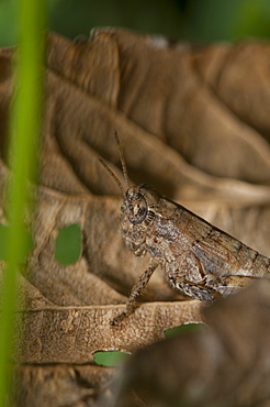 Grasshopper or cricket (Orthoptera) (Ensifera), North West Bulgaria, Europe