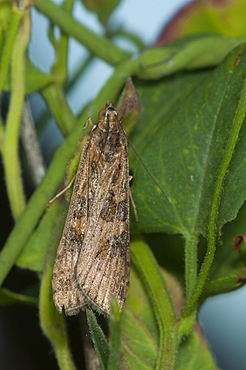 Grass moth (Crambidae), North West Bulgaria, Europe